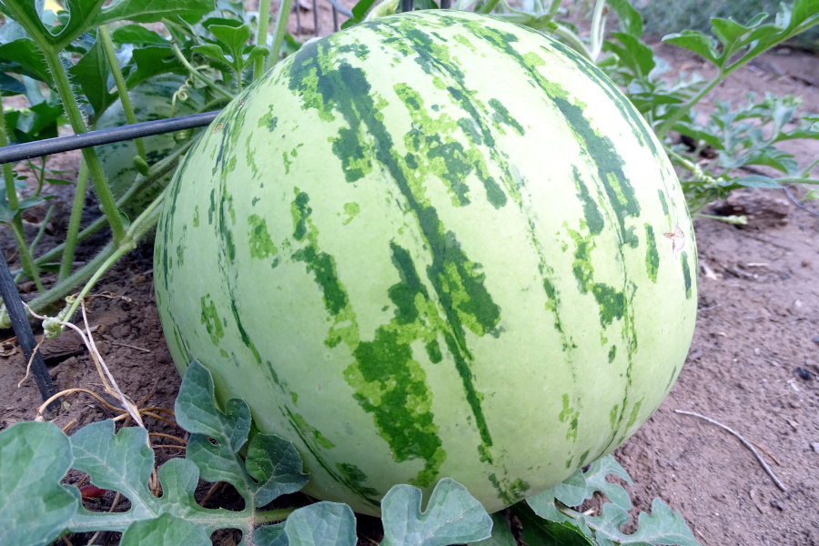 Dine Dryland Melon